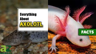 The Amazing Axolotl Animal Complete Guide With Facts [upl. by Rosella]