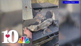 TWRA Angler reels in alligator at least 3 feet long from East Tennessee lake [upl. by Edualcnaej]