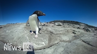 360° video In an Adelie Penguin breeding colony in the Antarctic [upl. by Niuqauj209]