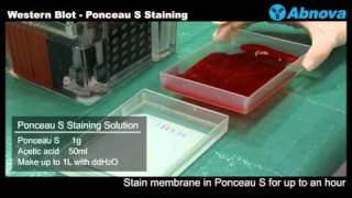 Western Blot  Ponceau S Staining [upl. by Venu]