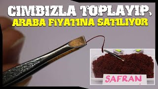 Tek Tek Cımbızla Toplanan Safran Bitkisi Araba Fiyatına Satılıyor [upl. by Koo]