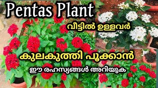 പെന്റ്സ് നിറയെ പൂക്കാൻ മാജിക്‌ വളംpentas plant care Malayalamorganic fertilizer for all plants [upl. by Faber]