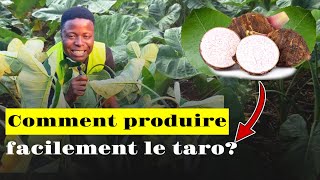 Comment produire facilement le taro [upl. by Nitsoj]