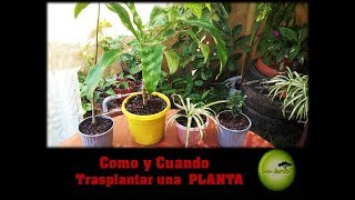 Como y Cuando TRASPLANTAR UNA PLANTA [upl. by Nylidam]