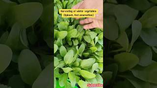 winter vegetable Spinach amp Red amarnathus harvestingamarnath spinachharvesting organicgardening [upl. by Rabelais]