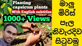 Malu mirs wagawa  capsicum cultivation in sri lanka  malu mirs in Sinhala  Organic Farming [upl. by Egres]