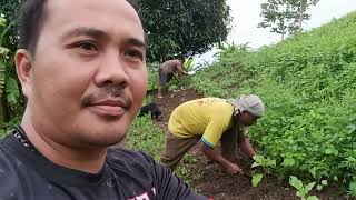 May Grasya Pagmagtanim ka Magaanting Kaman o manggagamot [upl. by Edbert]