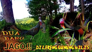 Berburu Ayam Hutan di kebun Jagung‼️ Seruuupoinsakumbruk [upl. by Donavon]