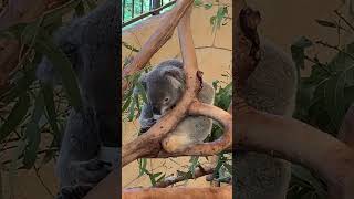 Cute Koala bears in Australia [upl. by Brabazon]