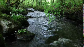 8 Hours Relaxing Nature Sounds Forest RiverSleep RelaxationBirdsongSound of WaterJohnnie Lawson [upl. by Alleuol]