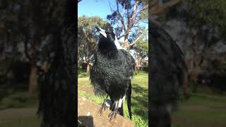 The Majestic R2D2 The Australian Magpie [upl. by Varick]