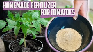 Fertilizing Tomatoes During Transplanting  Homemade Fertilizer For Tomatoes [upl. by Nicolella]