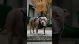 Street Portraits with THE CUTEST dogs  😂 streetportraits dogphotography [upl. by Gauldin]