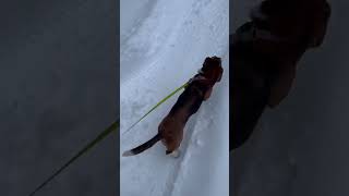 Living her best life bassethound goodday alaska snow adventure puppy funny winter [upl. by Tillfourd]