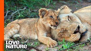 Hungry Lion Cubs Beg Mom For Milk  Predator Perspective  Love Nature [upl. by Esaertal]