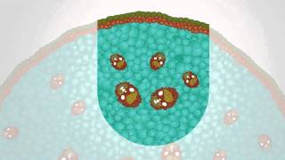 Characteristics of Dicot and Monocot Stem and Root  MeitY OLabs [upl. by Carli646]