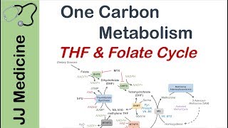 One Carbon Metabolism  Tetrahydrofolate and the Folate Cycle [upl. by Philipson]