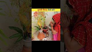 तुलसी विवाह कैसे करेंHow to do Tulsi Vivah। tulsi vivah kaise kare😱😱 shorts tulsivivah viral [upl. by Arihsaj]