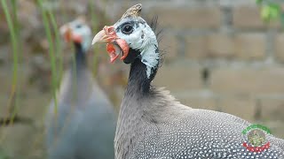 Guinea Fowl Calls [upl. by Sset382]