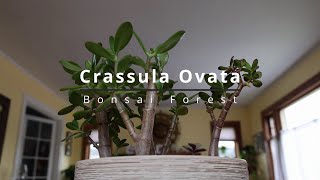 Crassula Ovata Jade Bonsai Forest [upl. by Ryun]