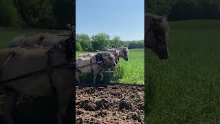 Two big teams plowing must watch horse horseshow farming [upl. by Gonroff549]