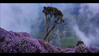 Neelakurinji Blossom time in Munnar August 28 2018 [upl. by Ingar485]