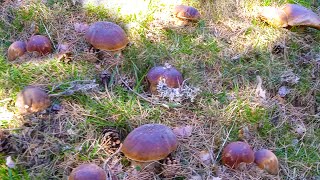 Impresionante Brote De Boletus Edulis Gigantes [upl. by Sollars]