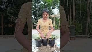 ডালিয়া গাছের সাত দিনের updates 🤩 dahliaplant updates roofgarden pottingsoil youtubeshorts [upl. by Kneeland]