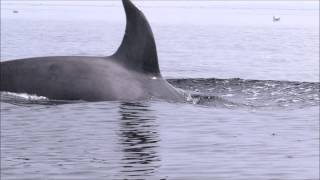 orca breaching right beside kayaker [upl. by Utter529]