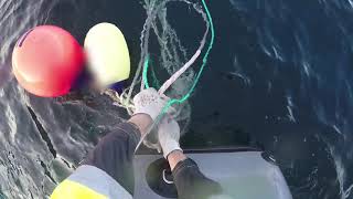 NOAA footage of rescuers helping entangled whales [upl. by Osmen421]