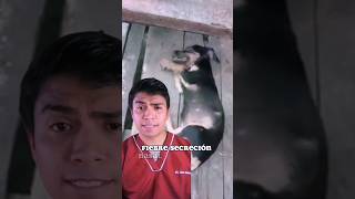 Enfermedad MORTAL en perros el Distemper o Moquillo canino 😱 mascotas veterinaria [upl. by Plossl]