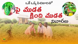 ఒకే ఒక్క పిచికారితో పై ముడత క్రింది ముడత నివారణ ECOPIAOZOGROUPOFCOMPANIESCHILLICROP [upl. by Atyekram]