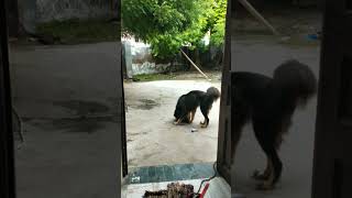 tibetan mastiff bhediya soundlargest breed [upl. by Amliw]