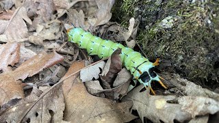 Check out this giant caterpillar The Hickory Horned Devil [upl. by Berkeley]