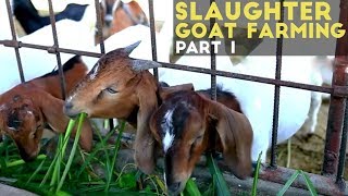 Slaughter Goat Farming Part 1  Slaughter Goat Farming in the Philippines  Agribusiness Philippines [upl. by Alimac947]