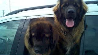 Leonberger dogs outside of Mardens [upl. by Melva]