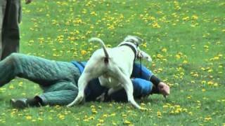 Professional protection training  dogo argentino  long version [upl. by Ahsaei300]