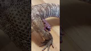 Monitor lizard hemipenal eversion [upl. by Dranoel]