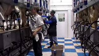 Milking Parlor Champion  DeLaval Automated Milking Solutions  DeLaval [upl. by Adnylam237]