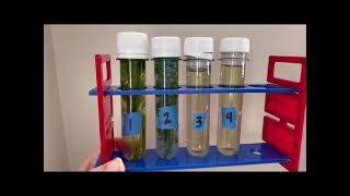 Bromothymol Blue Respiratory Physiology Experiment [upl. by Lladnek]