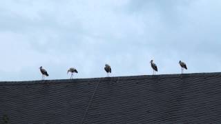 Invasion der StörcheRiedstadtGernsheimLorschBensheimBobstadtEinhausenBiebesheimWien [upl. by Nnyladnarb]