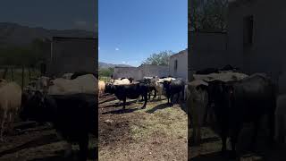 Muy importante la sal 🪨 para el ganado 🐮🌵 ¿de que tipo usan ustedes vaqueros [upl. by Onaicram]