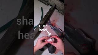 Bonnethead SHARK CATCH n COOK floridafishing fishing shark sharkfishing [upl. by Suicul]