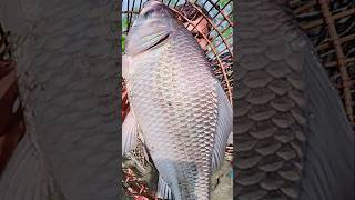 Asian Country Fishing shorts  Amazing Rural Fishing Video 🐟 Best Asian Fishing Technique shorts [upl. by Ileray]