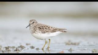 Least Sandpiper [upl. by Nirot]