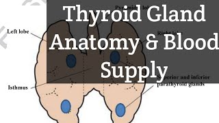 Thyroid gland Anatomy and Arterial Supply made easier [upl. by Fleur]