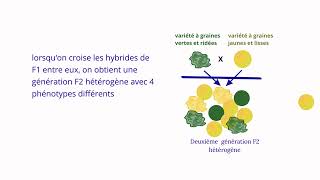 Troisième loi de MENDEL [upl. by Sy]