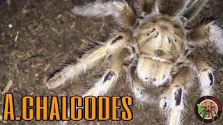 CUIDADOS E INFORMACIÃ“N TARÃNTULA APHONOPELMA CHALCODES [upl. by Press]