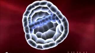 Embryogenesis HD [upl. by Camile]