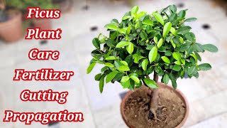 Ficus plant care tips amp cutting propagation Panda ficus shampysgarden [upl. by Odinevneib]